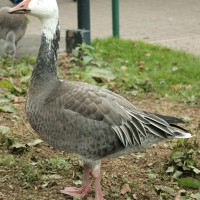 Snow Goose